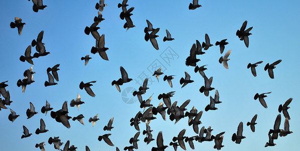 许多飞鸽自由白色野生动物团体天空鸽子蓝色热情航班鸟类背景图片