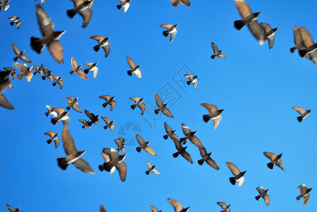 许多飞鸽自由鸟类航班蓝色天空团体野生动物生活鸽子白色背景图片