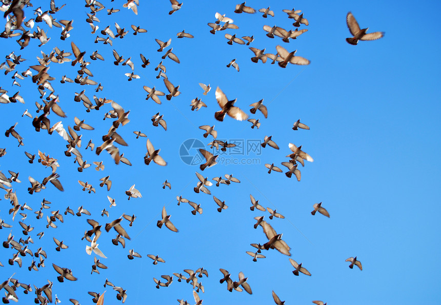 许多飞鸽团体热情航班鸽子自由天空生活蓝色鸟类白色图片