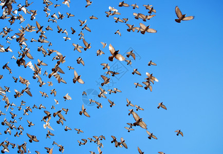 许多飞鸽团体热情航班鸽子自由天空生活蓝色鸟类白色背景图片