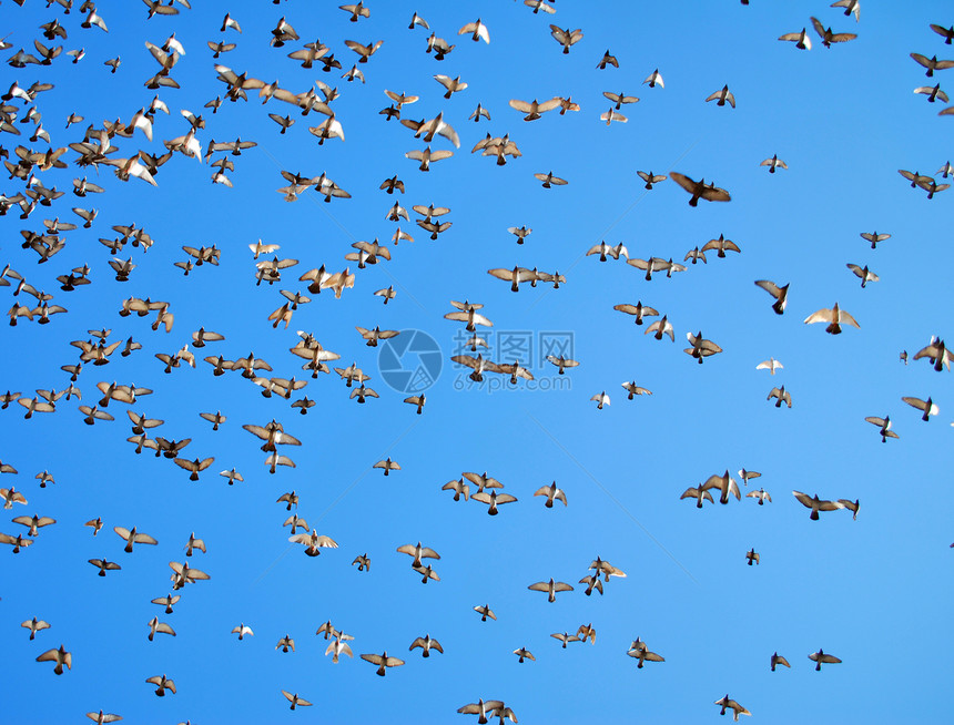 许多飞鸽白色自由蓝色鸽子团体航班野生动物热情鸟类生活图片