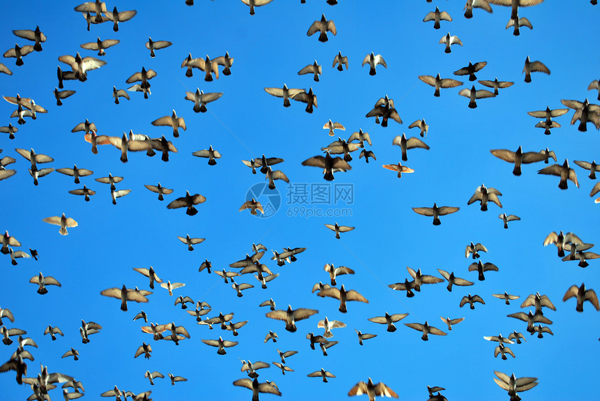 许多飞鸽蓝色团体自由天空生活航班鸟类热情野生动物鸽子图片