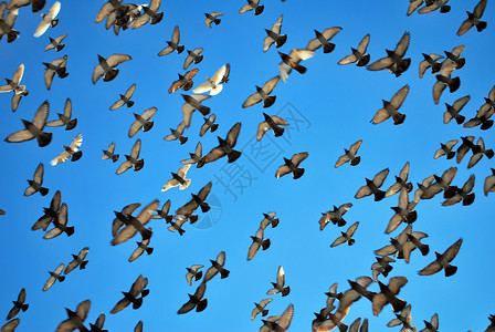许多飞鸽天空热情鸽子团体白色生活自由鸟类蓝色野生动物背景图片