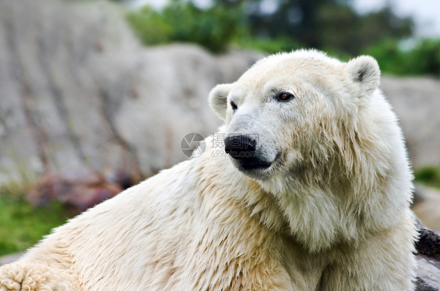 北极熊 - 乌苏斯图片