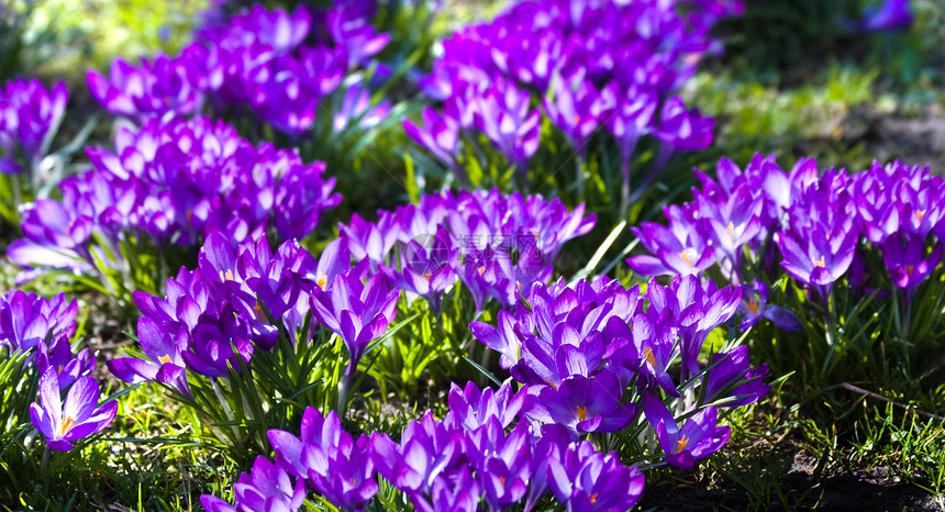 紫春三月花架图片