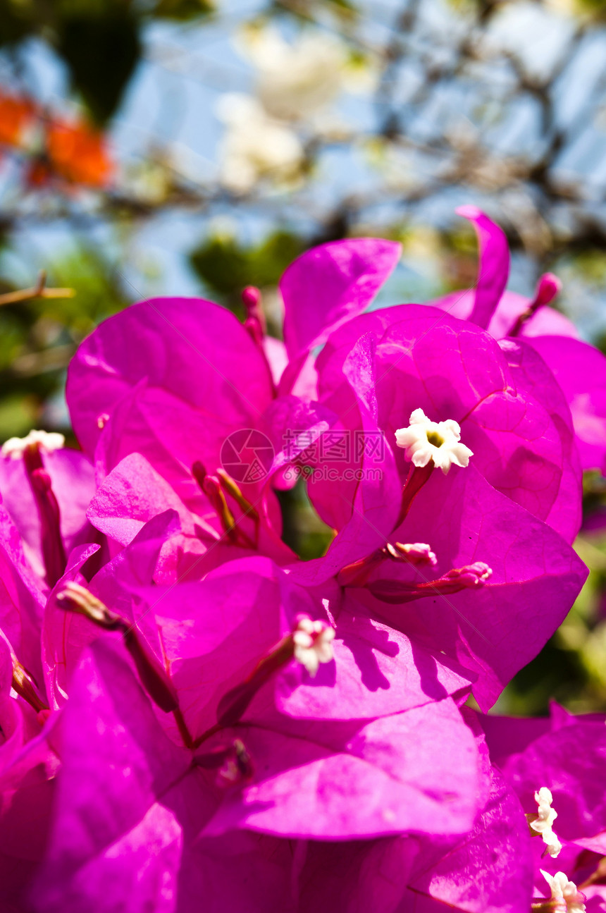 紫花架蓝色浅蓝色时间香味花瓣季节性地面亮度树叶红花图片