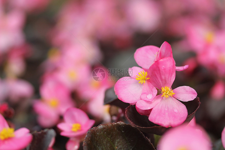 粉红花植物群花药宏观环境植物学植物野花生活生长草地图片