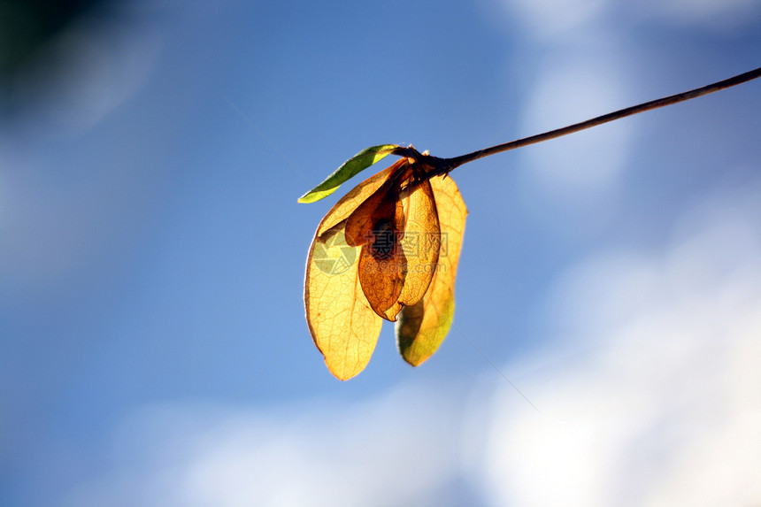 阳光明媚的秋叶季节性季节太阳植物叶子树木勇气图片