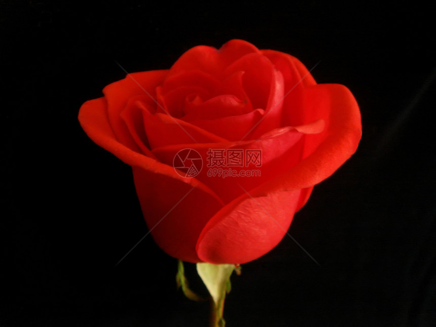 美丽的红玫瑰花头浪漫玫瑰色香味叶子庆典花瓣红色概念花园图片