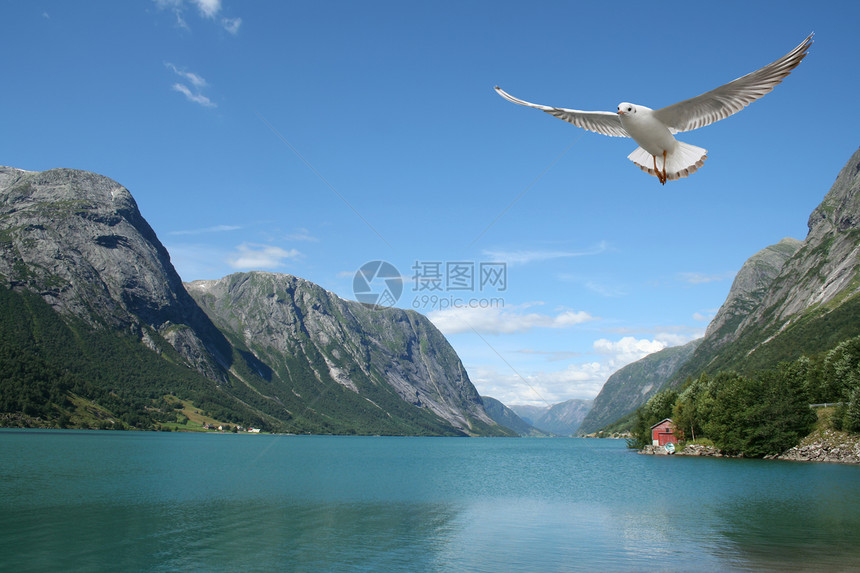 飞行海鸥和挪威湾海洋鸟类山脉自由日落墙纸天空翅膀日出峡湾图片