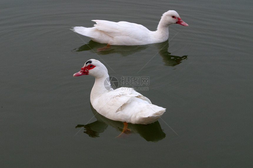 动物 家养鸡 鸭家禽网络山涧鸭子公主白色池塘食物图片