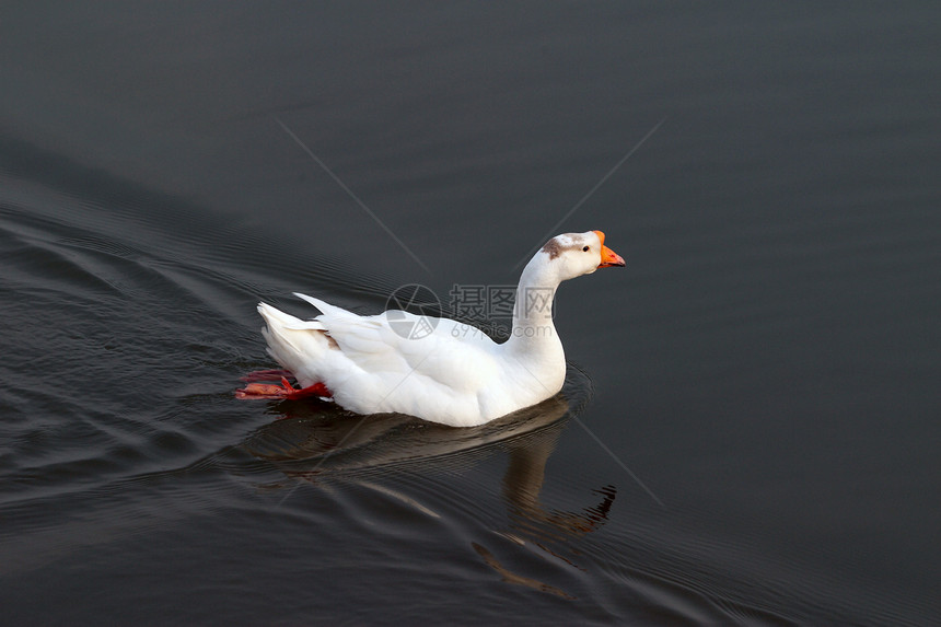 动物 家养鸡 鸭鸭子家禽白色公主网络食物山涧池塘图片