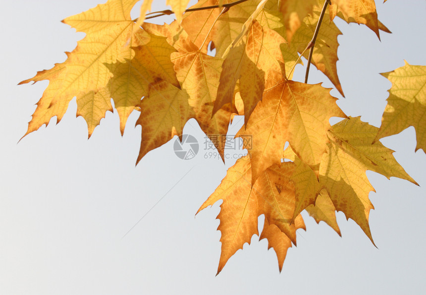 植物 树 中国阳伞树叶叶子黄色特征橙子本赛季季节梧桐肤色作品团体图片