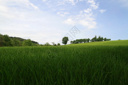 静静的春天风景环境绿色农村场地草原天堂地平线天空背景图片