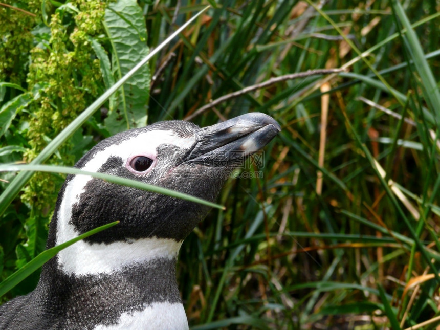 马哲伦企鹅黑色温度野生动物荒野白色粉色全球乐趣绿色动物图片