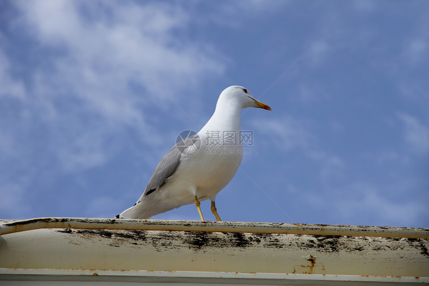 船甲板上的海鸥翅膀蓝色银鸥野生动物天空海鸟动物荒野图片