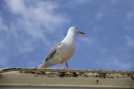 船甲板上的海鸥翅膀蓝色银鸥野生动物天空海鸟动物荒野背景