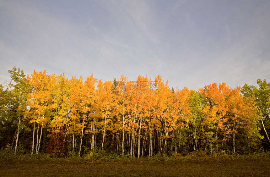 加拿大马尼托巴省秋秋秋彩色树季节性植物学公园树叶橙子棕色环境绿色植物群生长图片