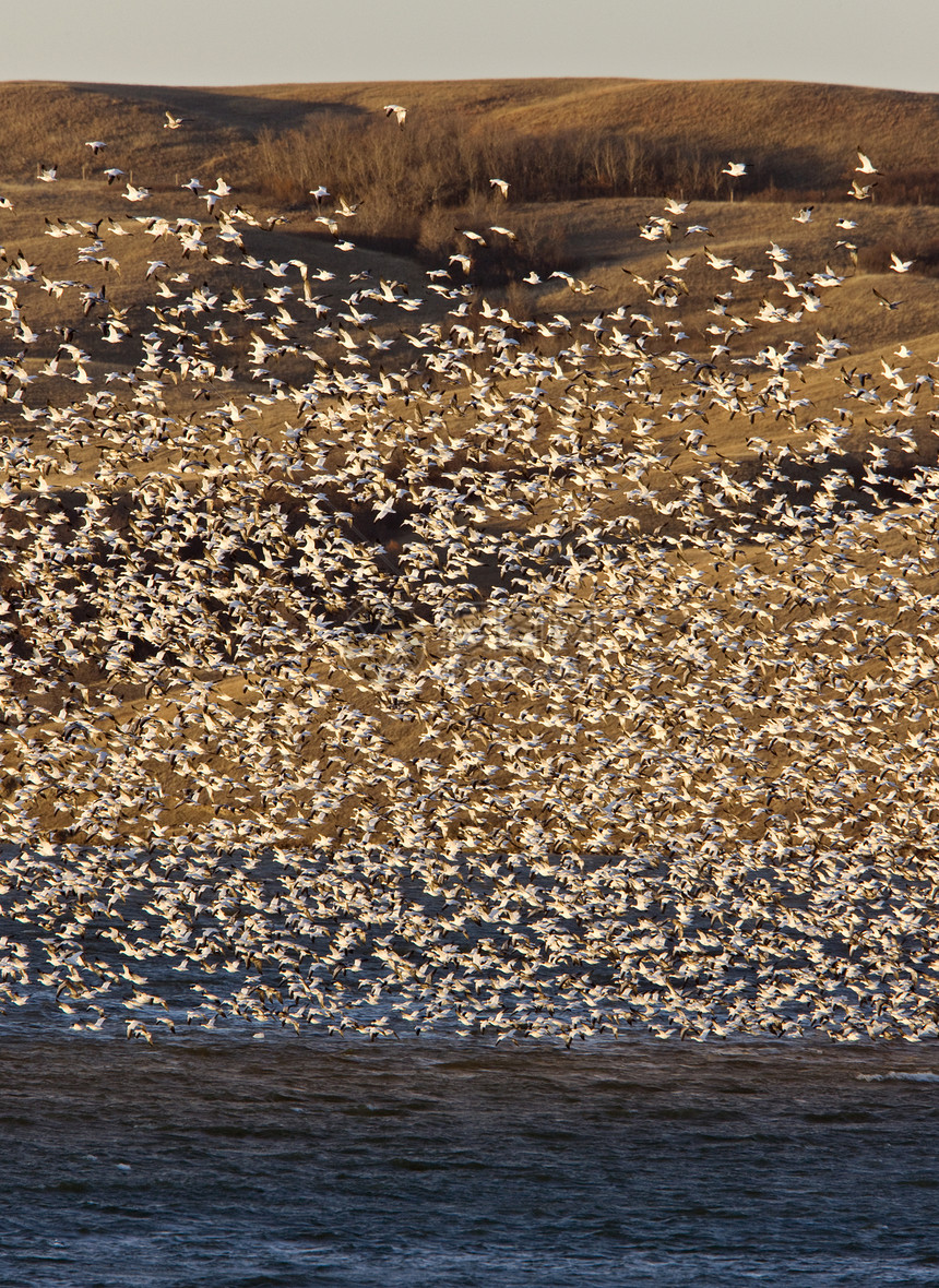 加拿大湖上的雪鹅空气天空白色黑色野生动物羽毛迁移航班荒野翅膀图片