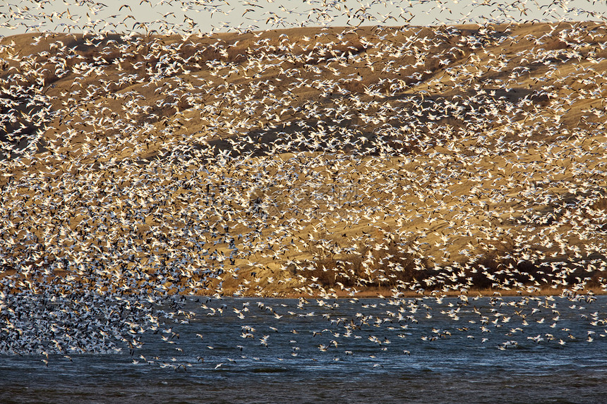 加拿大湖上的雪鹅野生动物团队天空白色翅膀动物移民团体空气迁移图片