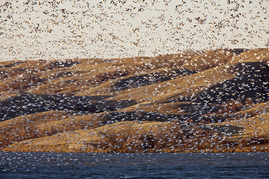 加拿大湖上的雪鹅团队羽毛空气黑色航班迁移野生动物翅膀移民天空图片