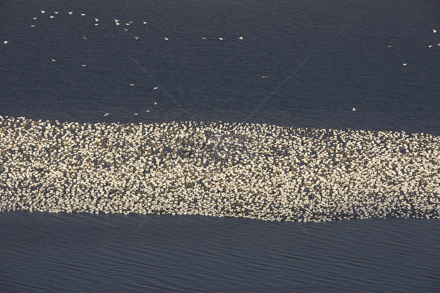 加拿大湖上的雪鹅迁移翅膀移民航班黑色荒野天空白色野生动物空气图片