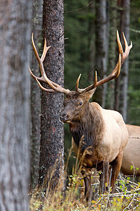 Bull Elk 加拿大萨斯喀彻温省鹿角荒野牛角背景