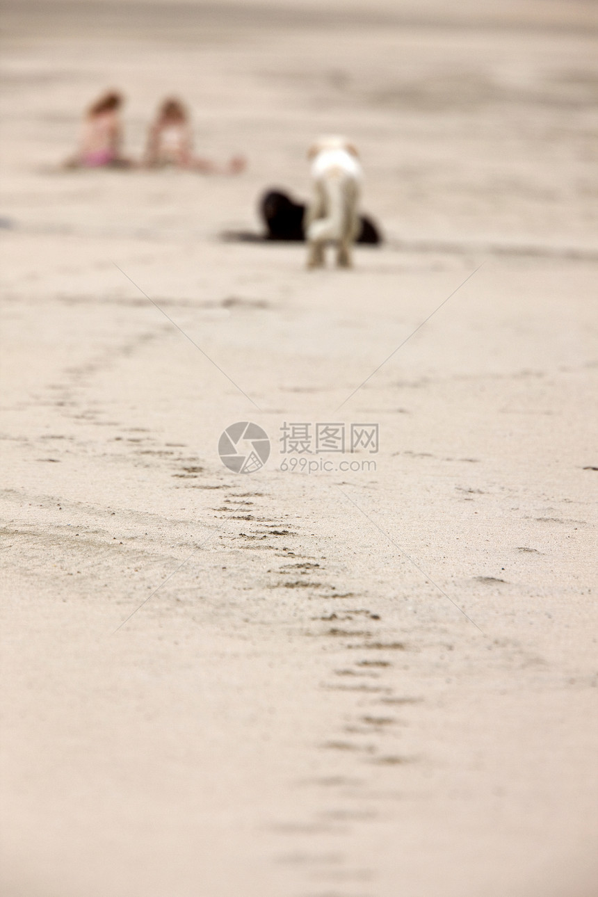 海滩上的狗和女孩图片