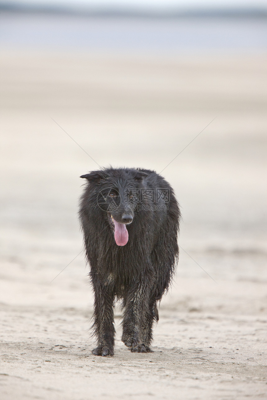 海滩上的狗狗风景支撑乐趣娱乐图片