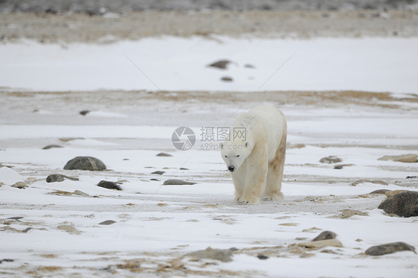 北极熊走路的肖像图片