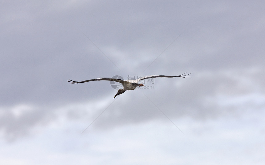 Wood Stork 飞越佛罗里达水域图片