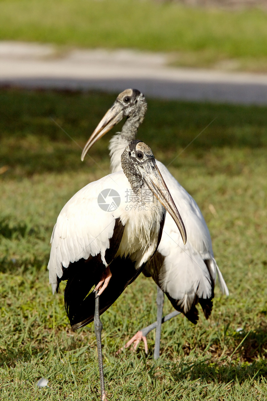 佛罗里达的伍德斯托克人动物群沼泽野生动物翼展动物受保护长腿栖息地新世界荒野图片