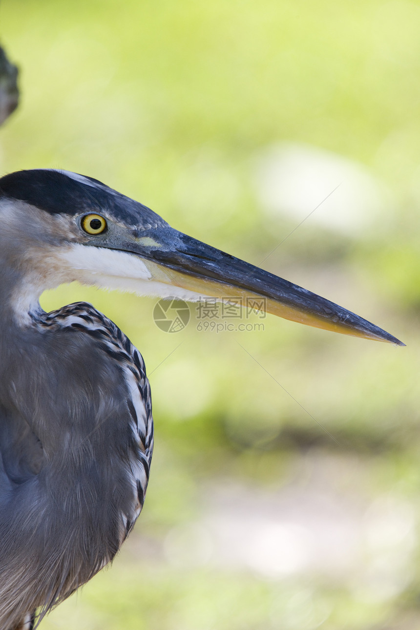 佛罗里达大蓝海隆蓝色长腿保护动物涉水野生动物新世界荒野沼泽动物群图片
