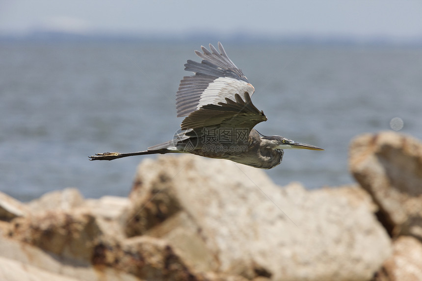 沿着佛罗里达海岸飞行的大蓝海隆保护动物群脖子动物蓝色苍鹭新世界水平涉水岩石图片