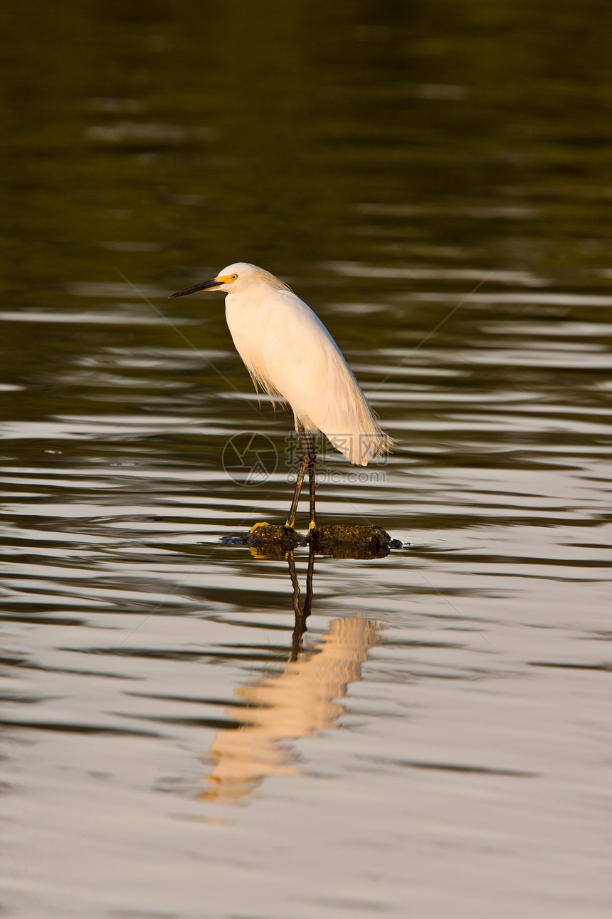 佛罗里达水域的白色Egret图片