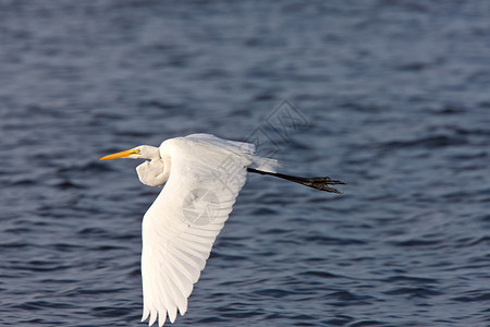 涉水鸟大白Egret 飞越佛罗里达水域野生动物沼泽航班脖子荒野动物保护长腿动物群水平背景
