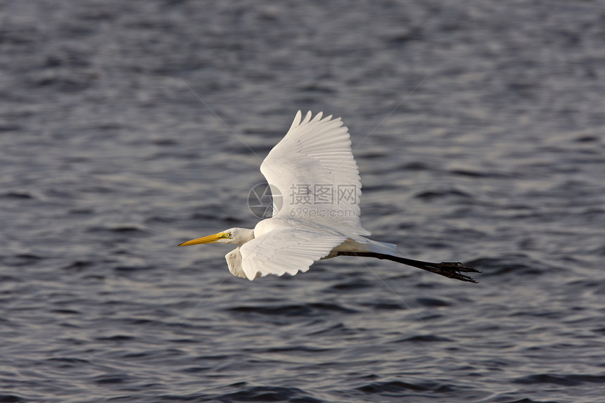 大白Egret 飞越佛罗里达水域栖息地长腿飞行保护野生动物水平脖子涉水动物动物群图片