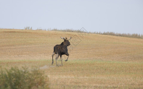 驼鹿公牛在野外奔跑的牛驼鹿背景