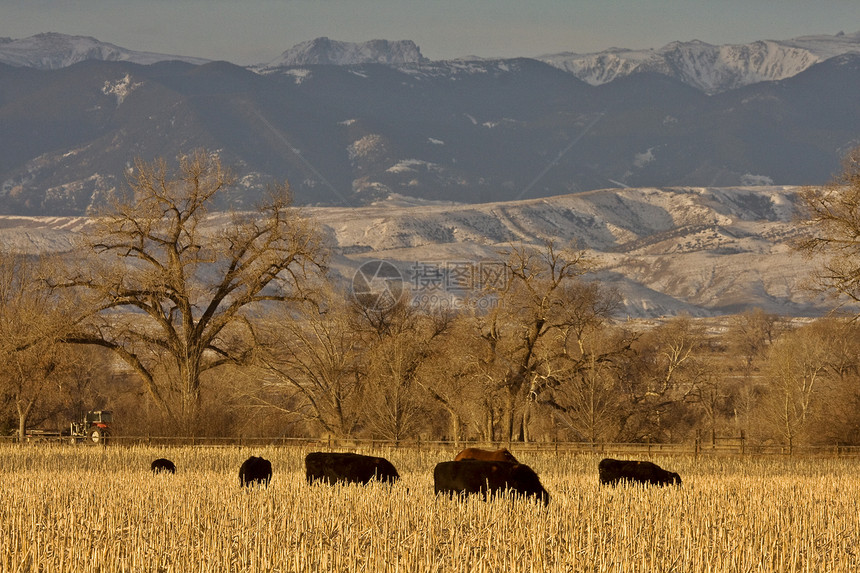 日落怀俄明州的牛群放牧农田动物农村牛肉奶制品国家农场家畜场地农业图片