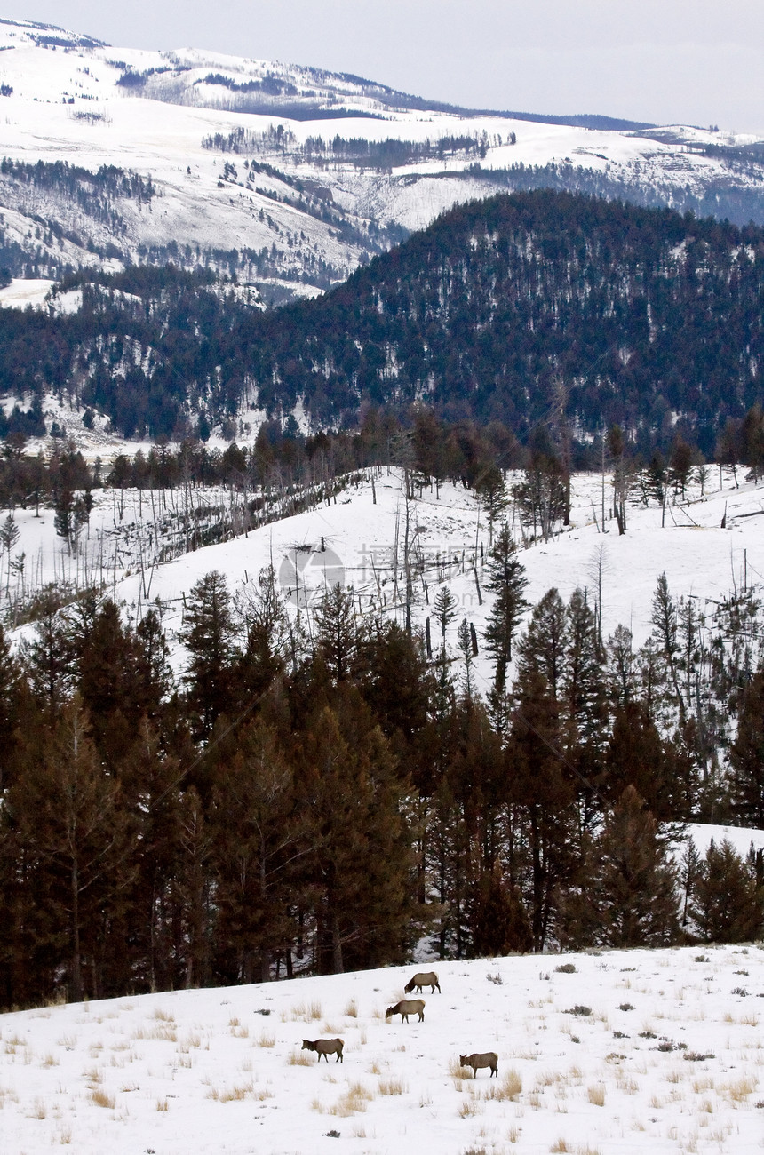 黄石公园怀俄明冬雪荒野麋鹿盆地喷泉降雪蓝色水池旅行蒸汽国家图片