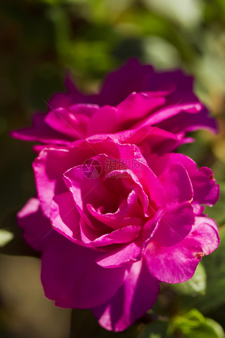 粉红花生态植物学植物群叶子季节园艺花瓣环境紫色生物学图片
