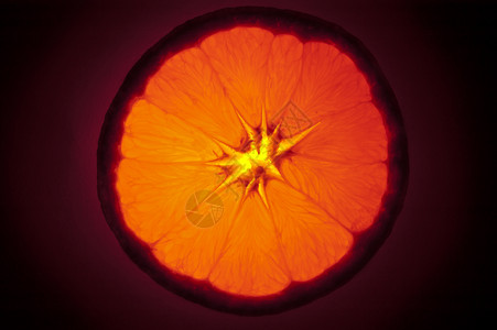 橘色花橙色背景图片