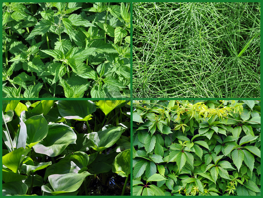 野生植物枝条杂草荨麻沼泽衬套环境荒野植物池草本植物图片