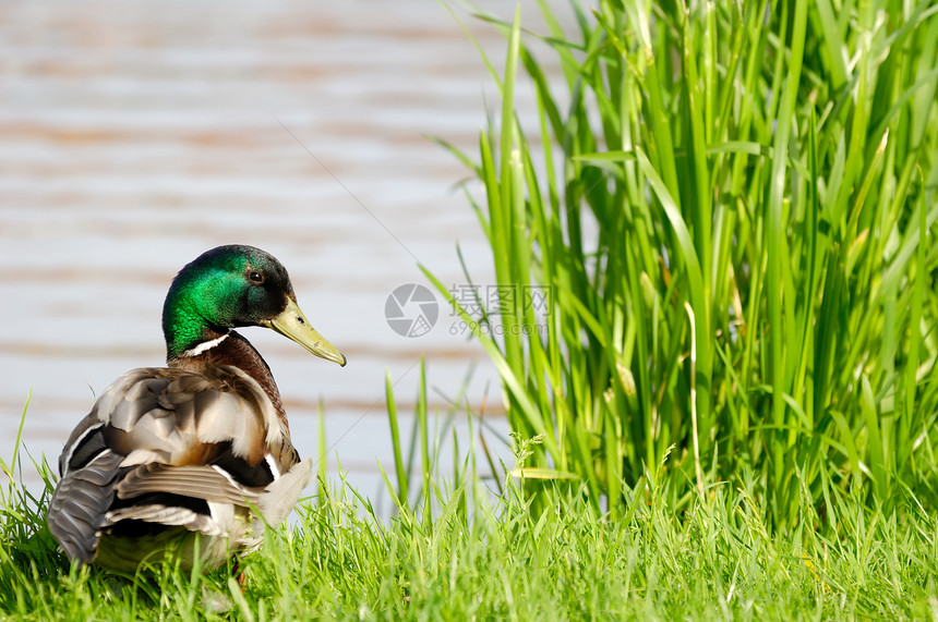躲在湖边花园涉猎航班休息绿色蓝色涟漪灰色鸟类动物图片