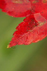 秋秋红叶花园梧桐树背景红色静脉园艺活力季节季节性暖色调背景图片