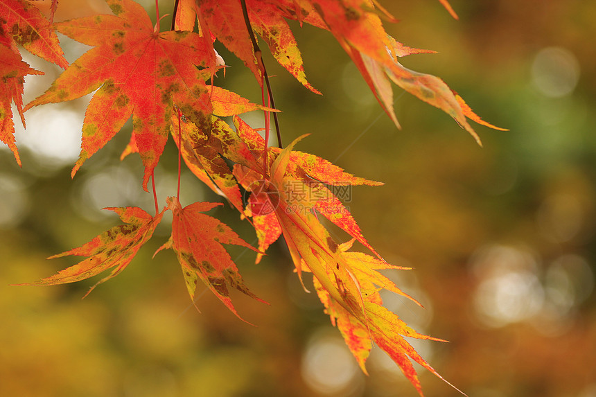 日本红枫烧伤蓝色红色叶子日历花园树叶旅行森林公园图片