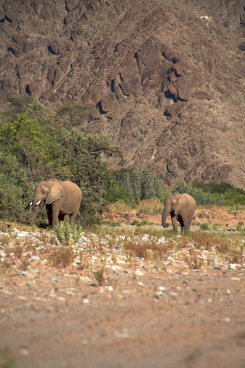 大象群荒野哺乳动物动物草食性野生动物科兰小路团体家族沙漠图片