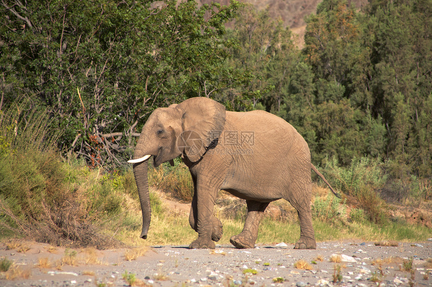 斯凯顿海岸沙漠的大象团体沙漠家族小路动物哺乳动物草食性野生动物科兰荒野图片