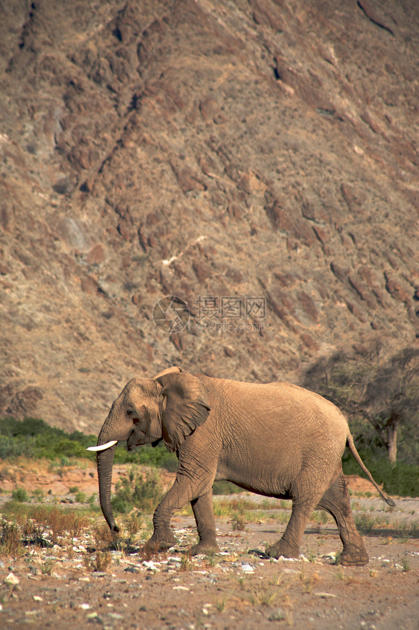 斯凯顿海岸沙漠的大象沙漠哺乳动物野生动物科兰动物团体小路家族荒野草食性图片