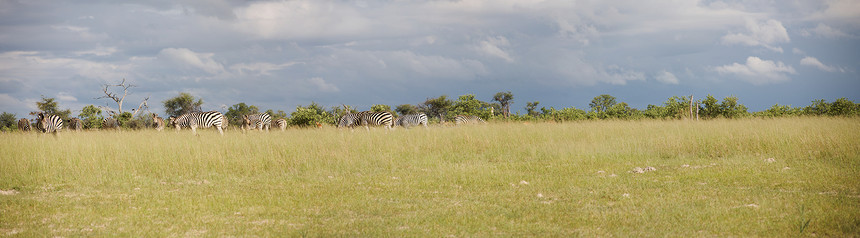 博茨瓦纳的斑马尾巴丛林野生动物白色绿色黑色皮肤动物群荒野线条图片